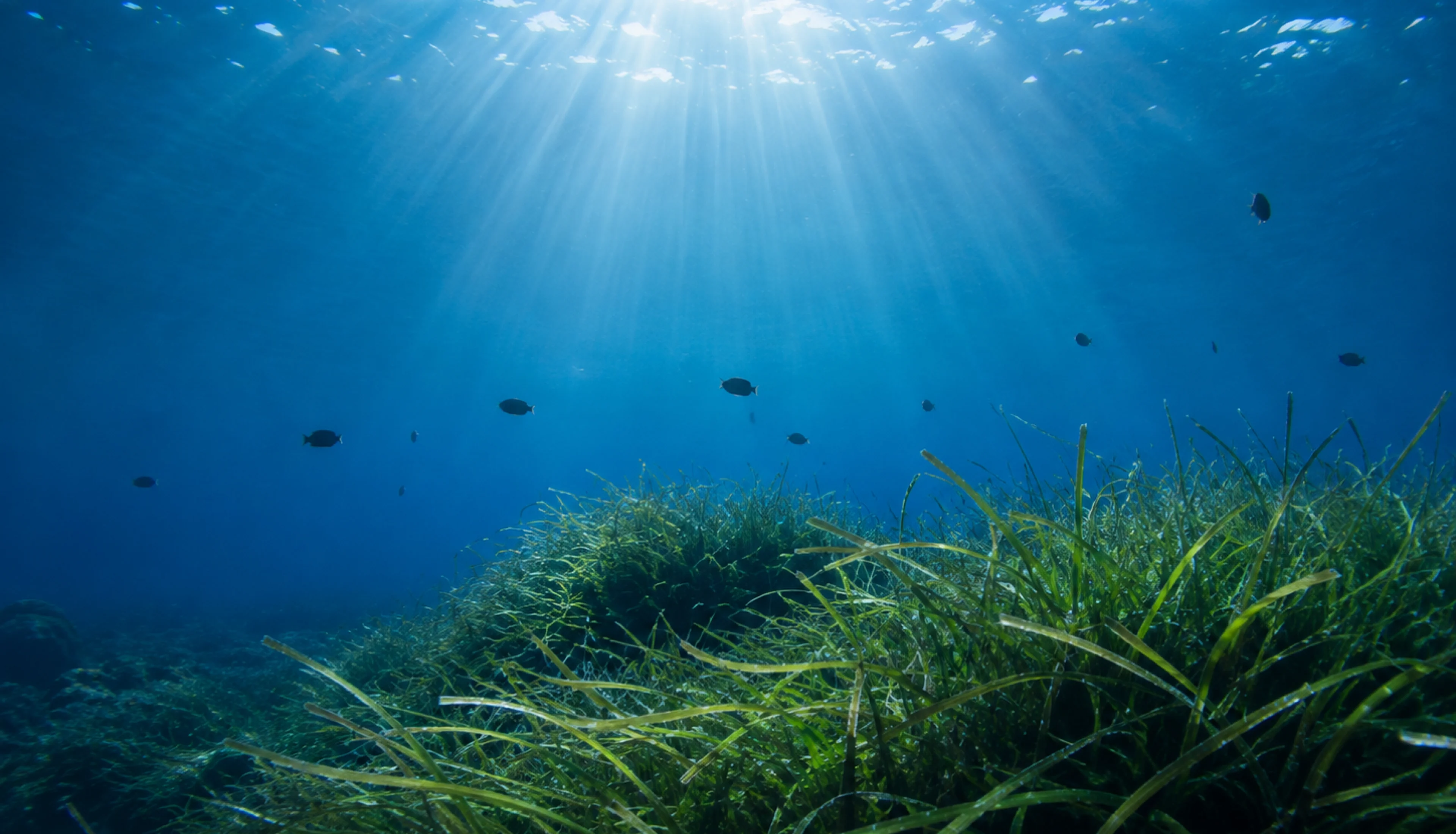 光が差し込む海中に広がる海草の藻場